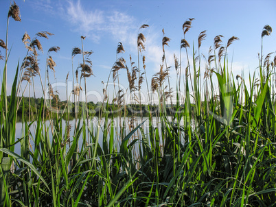 Scenic reeds