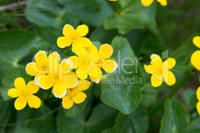 Marsh Marigold, Caltha palustris on the Faroe Islands