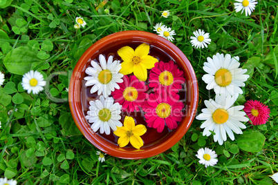 bunte Blumen auf einer Wiese in Wasserschüssel