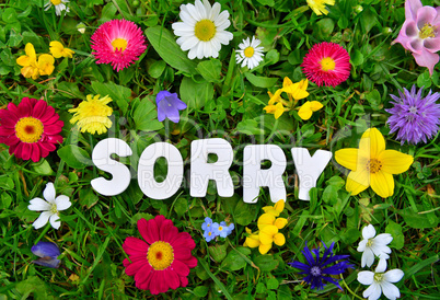 Sorry Text auf Blumen Wiese