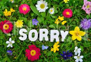 Sorry Text auf Blumen Wiese
