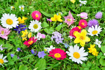 bunte Blumen Wiese Frühling