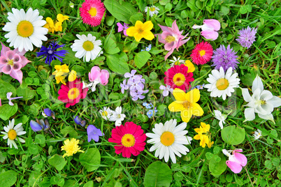 bunte Blumen Wiese Frühling