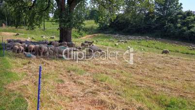Schafe entspannen im Schatten - Zeitrafer