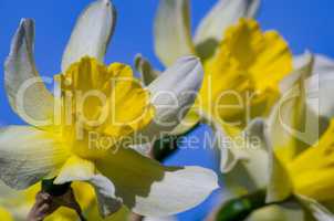 Narciss spring flower