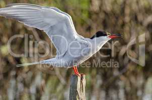 Tern is a waterfowl bird, the Seagull