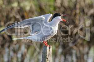 Tern is a waterfowl bird, the Seagull