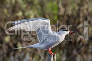 Tern is a waterfowl bird, the Seagull