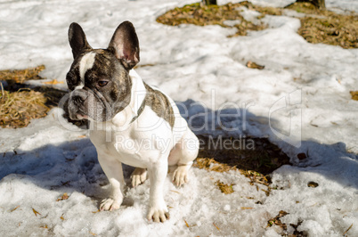 Dog, French bulldog