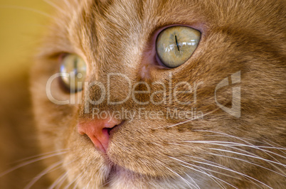 Cat, close up