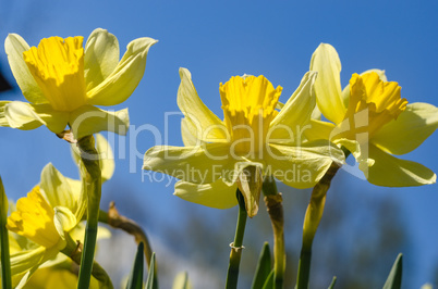 Narciss spring flower