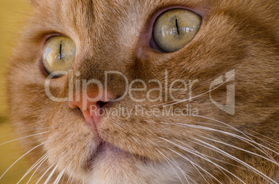 Cat, close up