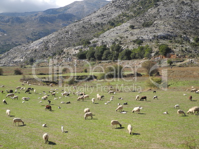Schafherde auf Kreta Schafherde auf Kreta
