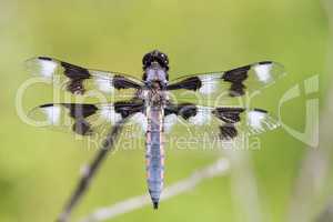 Eight-spotted Skimmer - Libellula forensis, adult, male