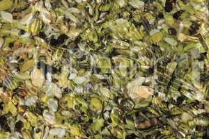 Shells photographed in the Awaroa Bay