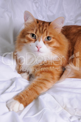 Red-headed cat