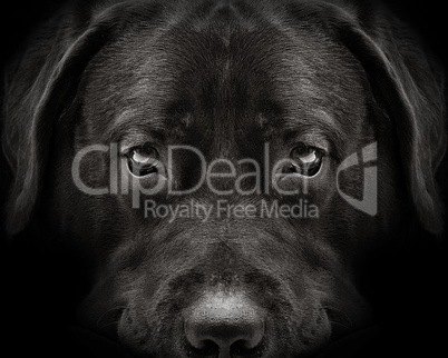 dark muzzle labrador dog closeup. front view