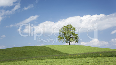 lonely tree on a hill