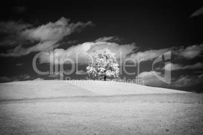 lonely tree with infrared filter