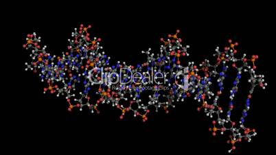 dna molecule ball and stick model rotating about x axis seamless loopable