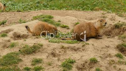 Black-tailed prairie dogs eating at burrow entrance