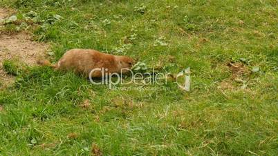Juvenile black-tailed prairie dog eating grass