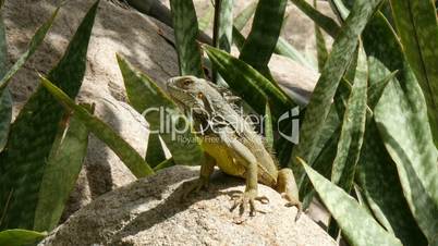 iguana warming up in the sun