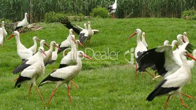 Large group of white storks on a meadow