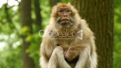 macaque monkey in wood closeup