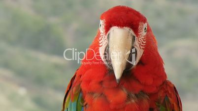 Scarlet macaw  extreme closeup