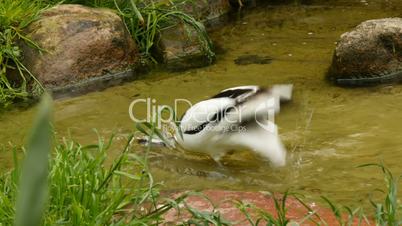 pied avocet (Recurvirostra avosetta) taking a bath