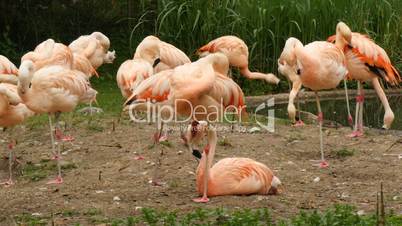 group of greater flamingo (Phoenicopterus roseus)