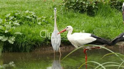 Stork and great egret drinking at a pond