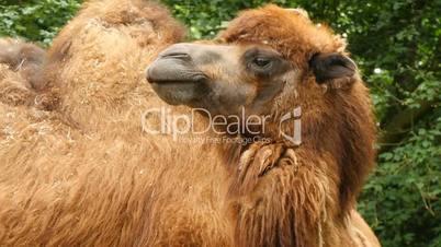 Bactrian camel (Camelus bactrianus) closeup