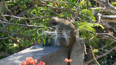 vervet monkey (Chlorocebus pygerythrus) in Saint Martin