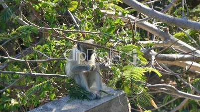 vervet monkey (Chlorocebus pygerythrus) eating leaves