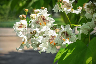 Flowers of decorative tree