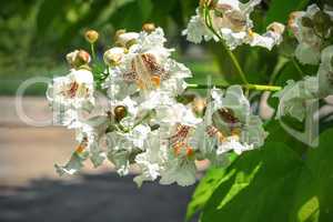 Flowers of decorative tree