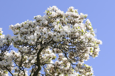 Magnolienbaum