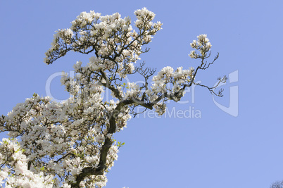 Magnolienbaum