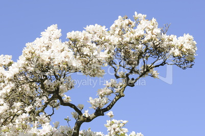 Magnolienbaum