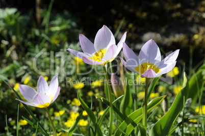 Wildtulpen