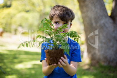 Boy holding sapling plant