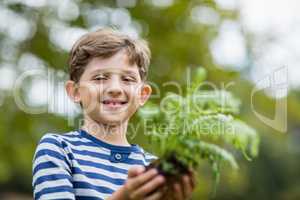 Boy holding sapling plant