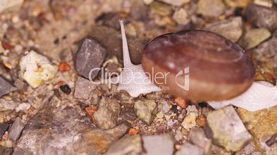Snail crawling on stones