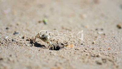 crab on a sandy beach out of the hole and goes into the distance