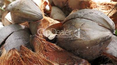 coconut close-up