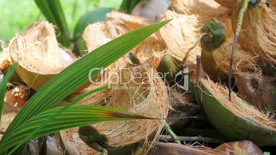 germinated coconuts on green grass