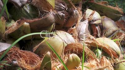 bunch of coconuts lying on the grass