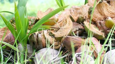 germinated coconuts on green grass